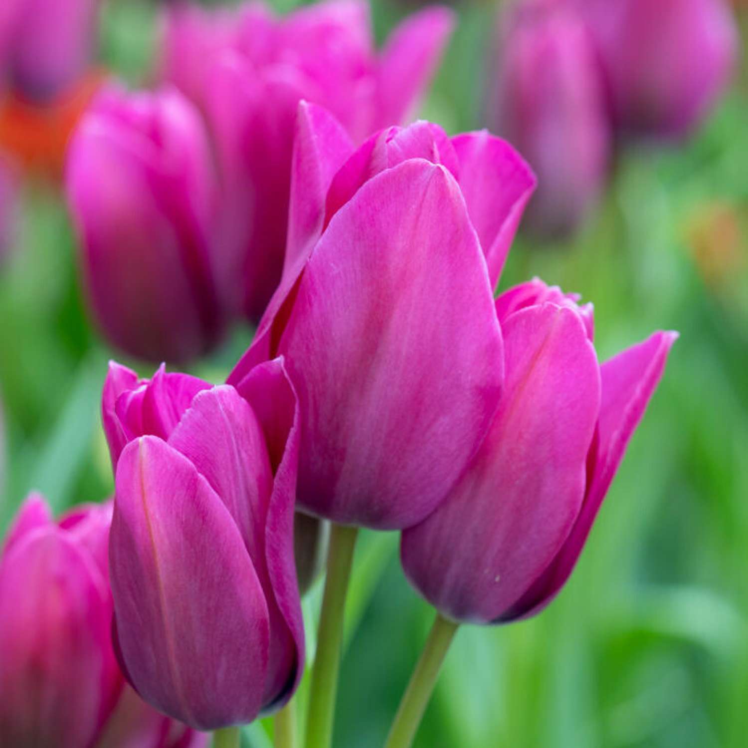 Tulp 'Night Club'