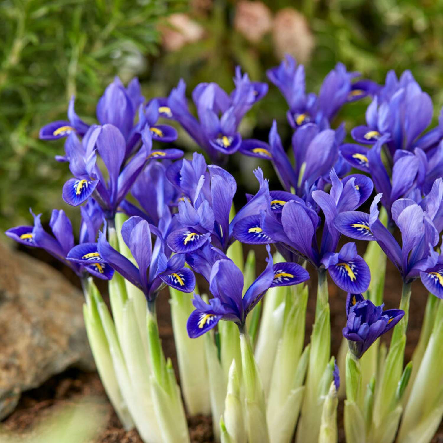 Iris reticulata 'Pixie'