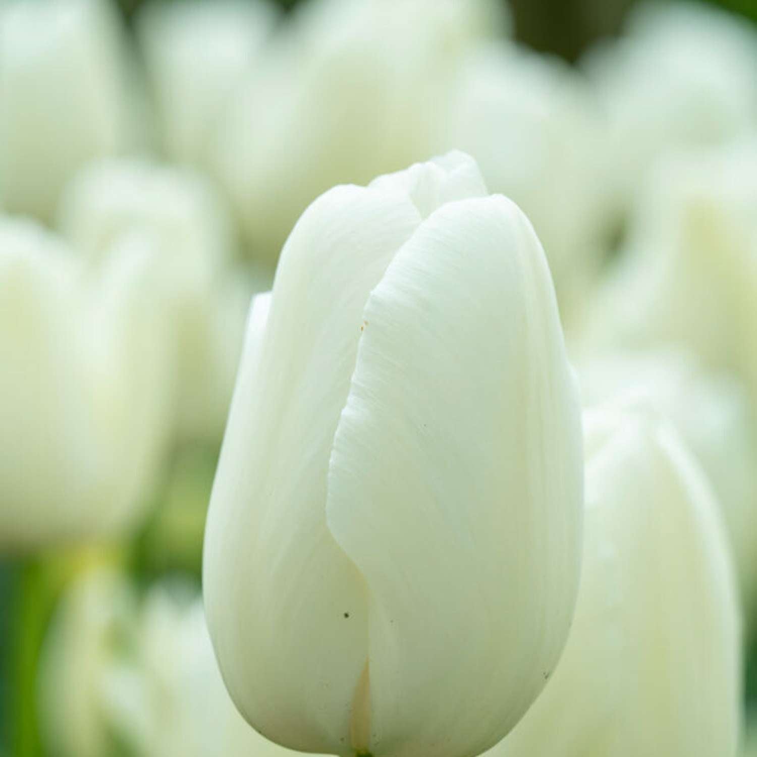 Tulp 'Maureen'
