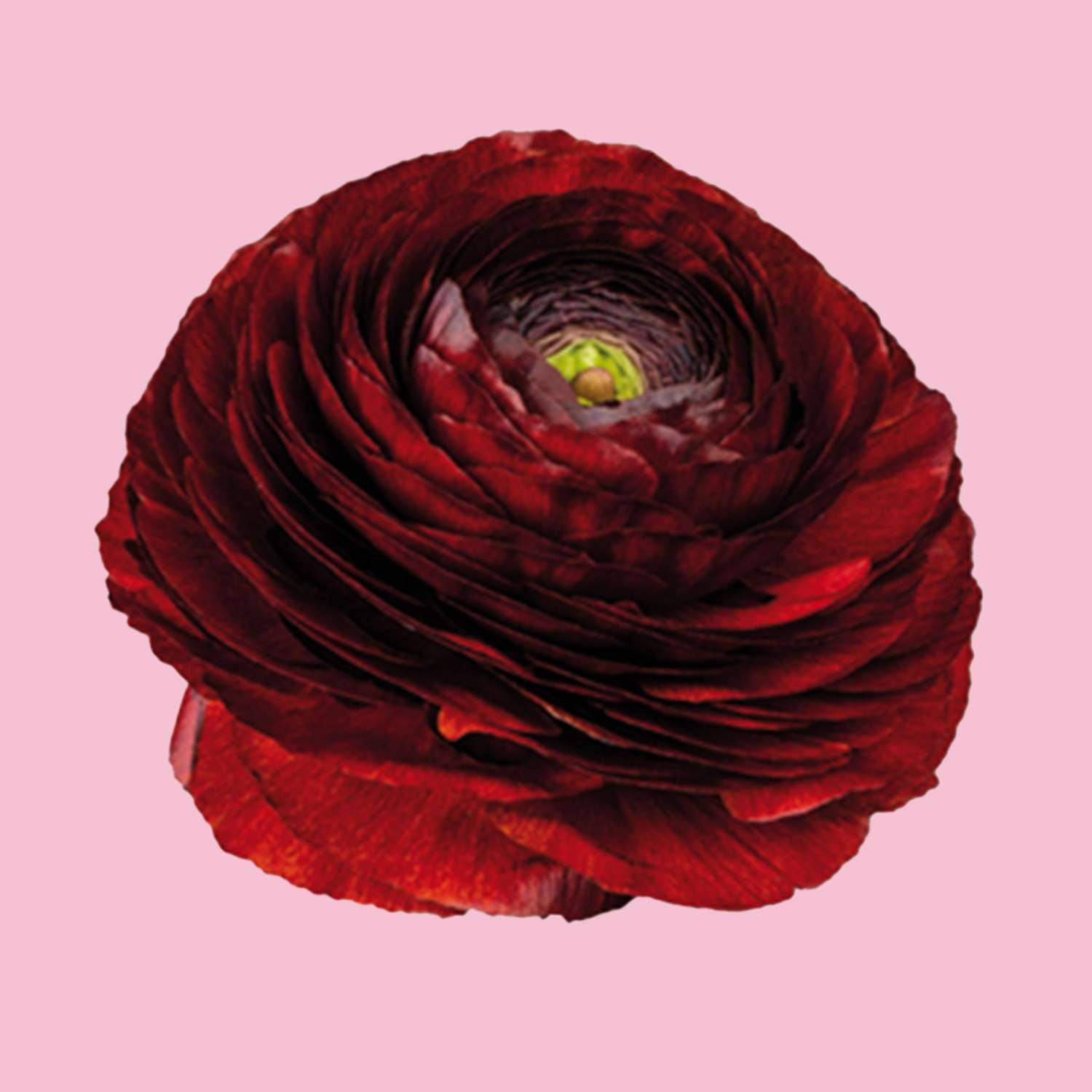 Ranonkel 'Elegance Cioccolato 158IP'