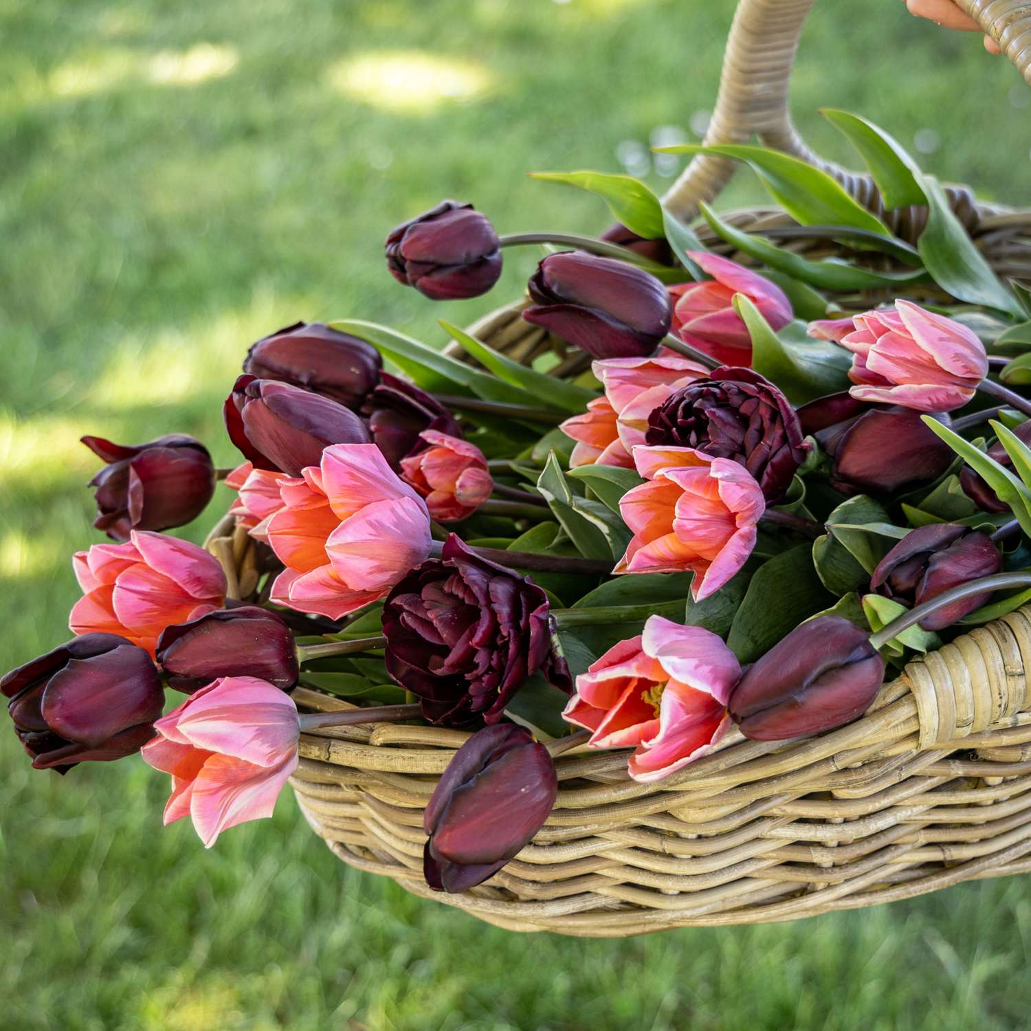 Tulpenmengsel 'Chiaroscuro'