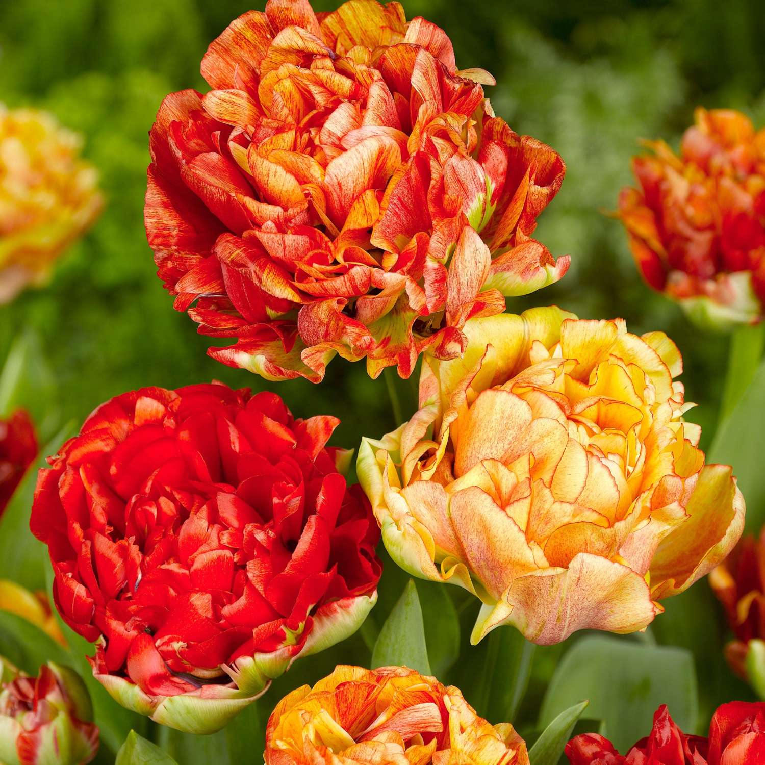 Tulp 'Gudoshnik'