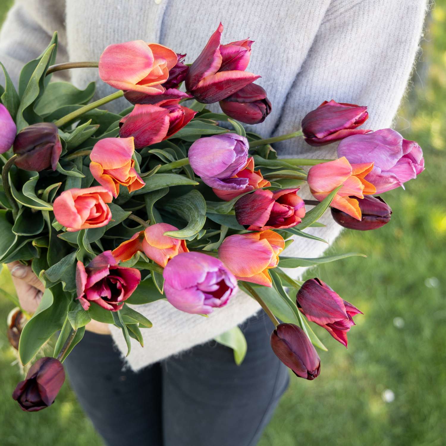 Tulpenmengsel 'Spice Market'
