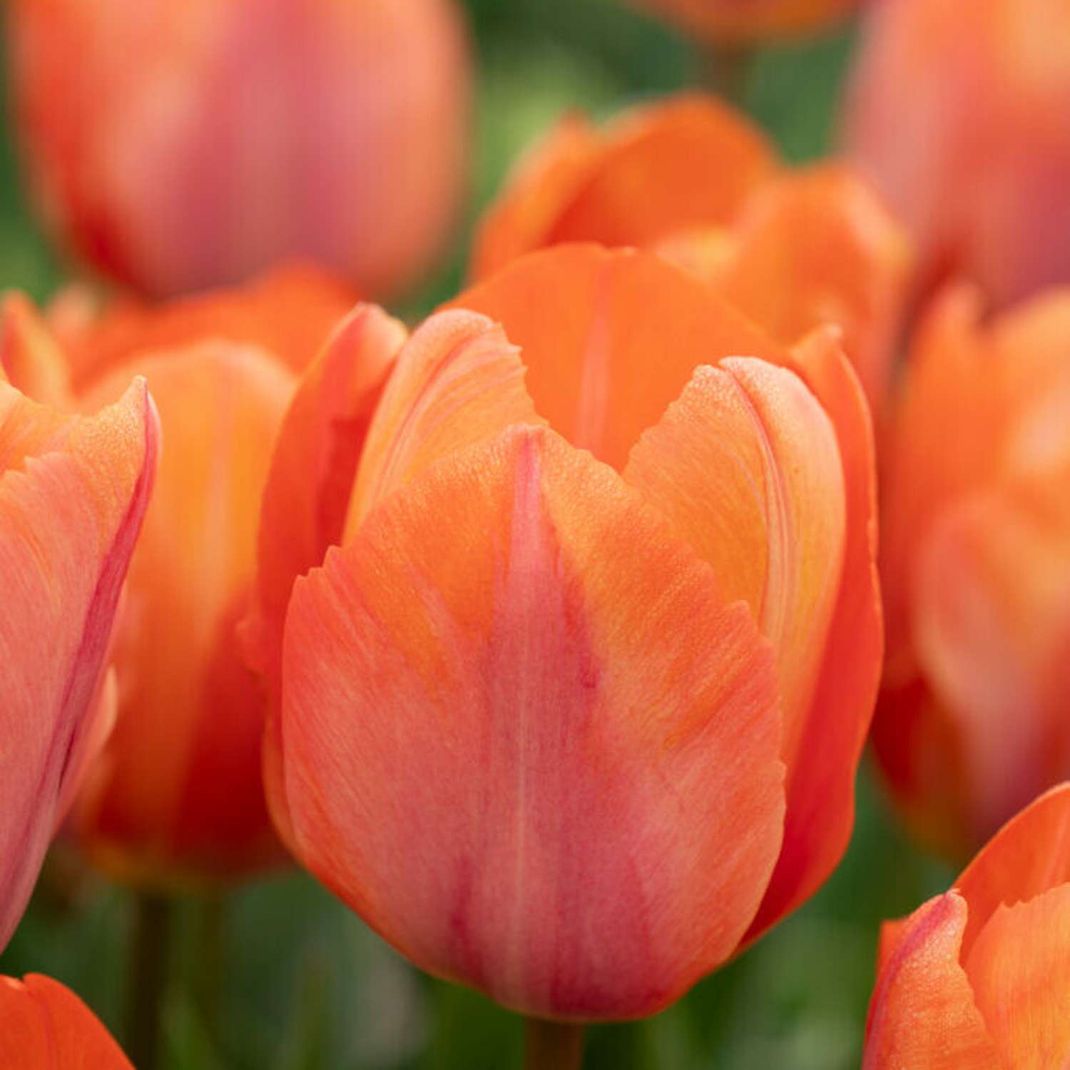 Tulp 'Exotic Emperor'