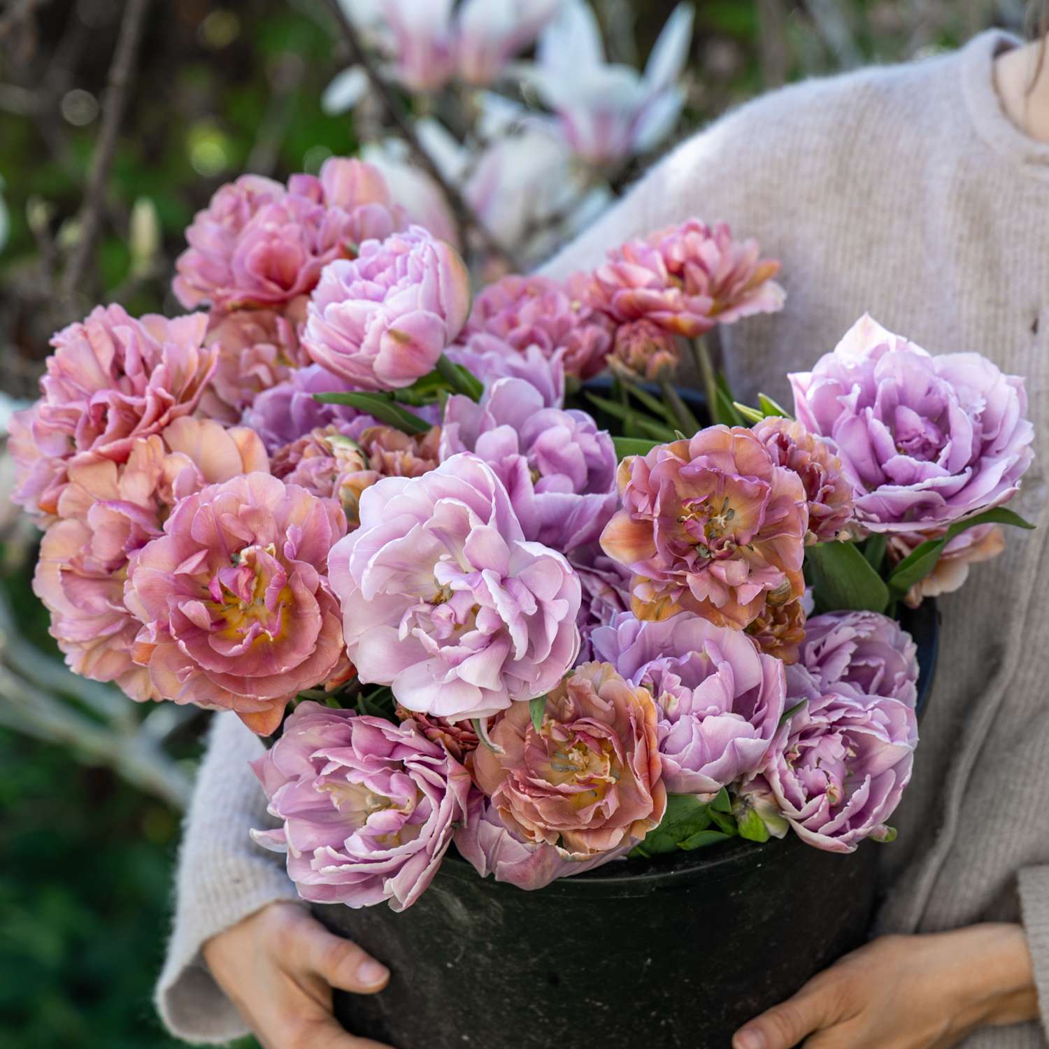Tulpenmengsel 'Lavender Honey'