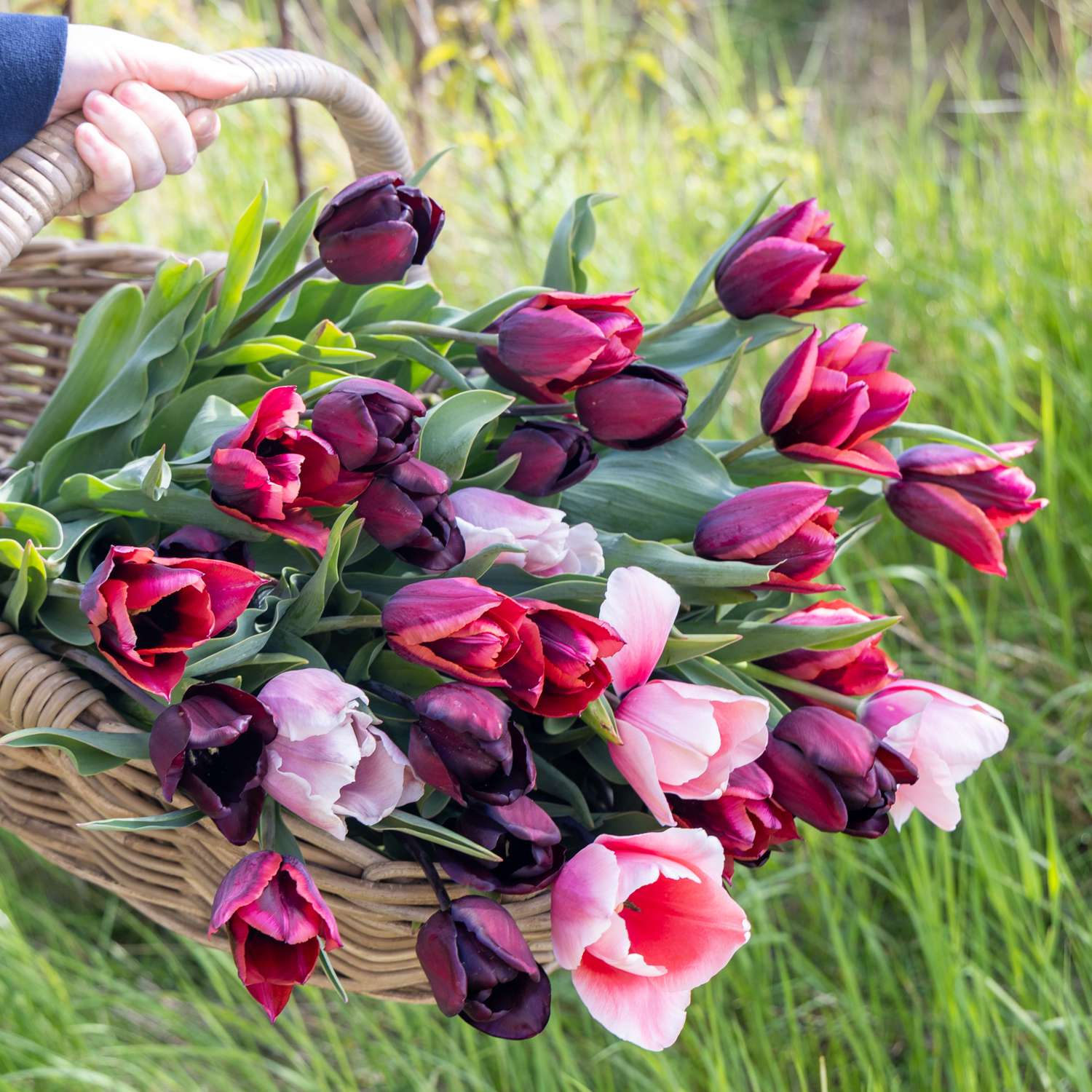 Tulpenmengsel 'Lucca'