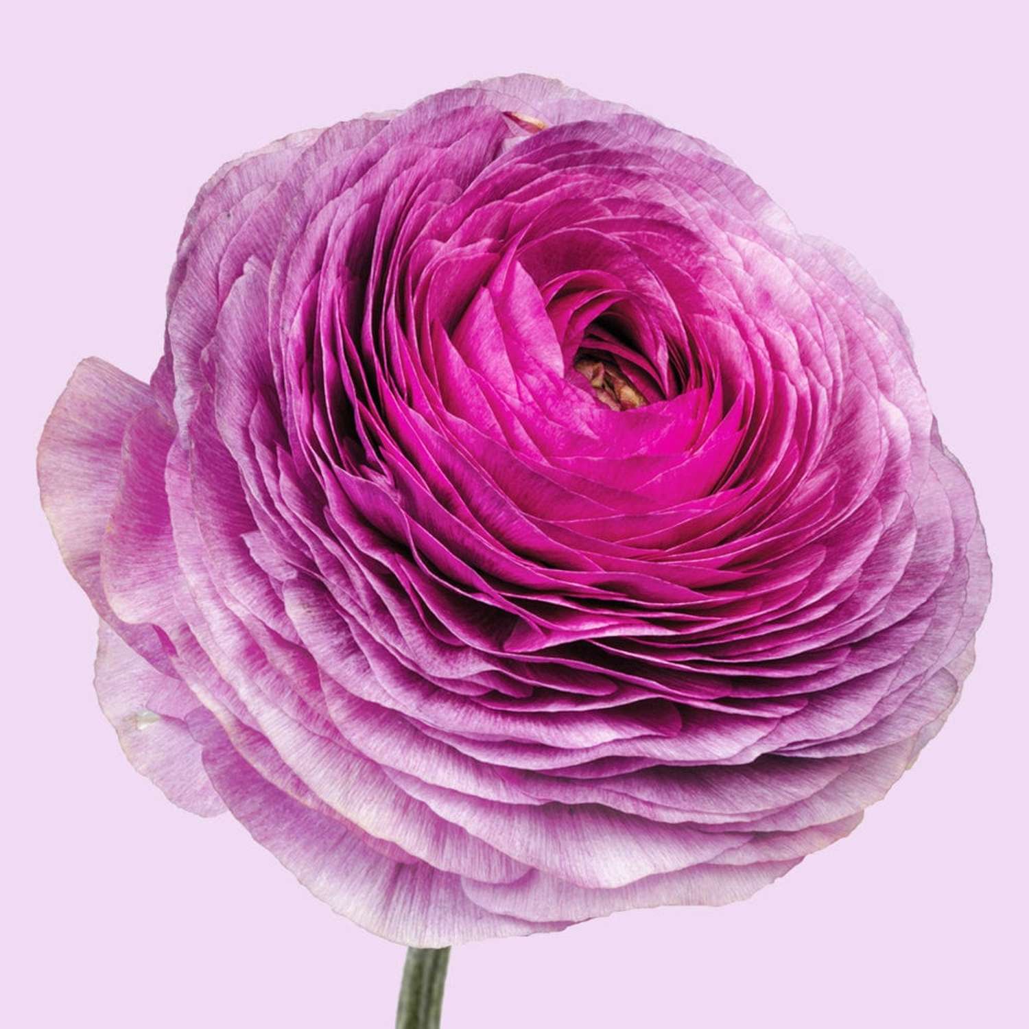 Ranonkel 'Elegance Milka'