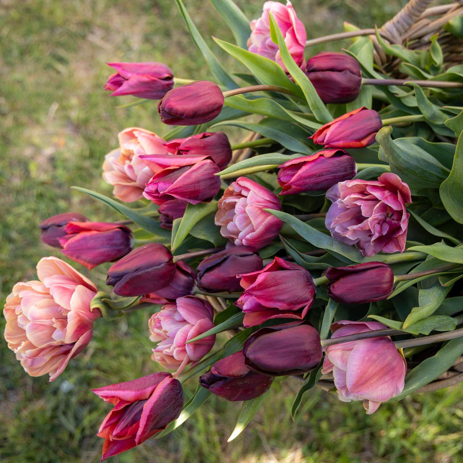 Tulpenmengsel 'Mulled Wine'