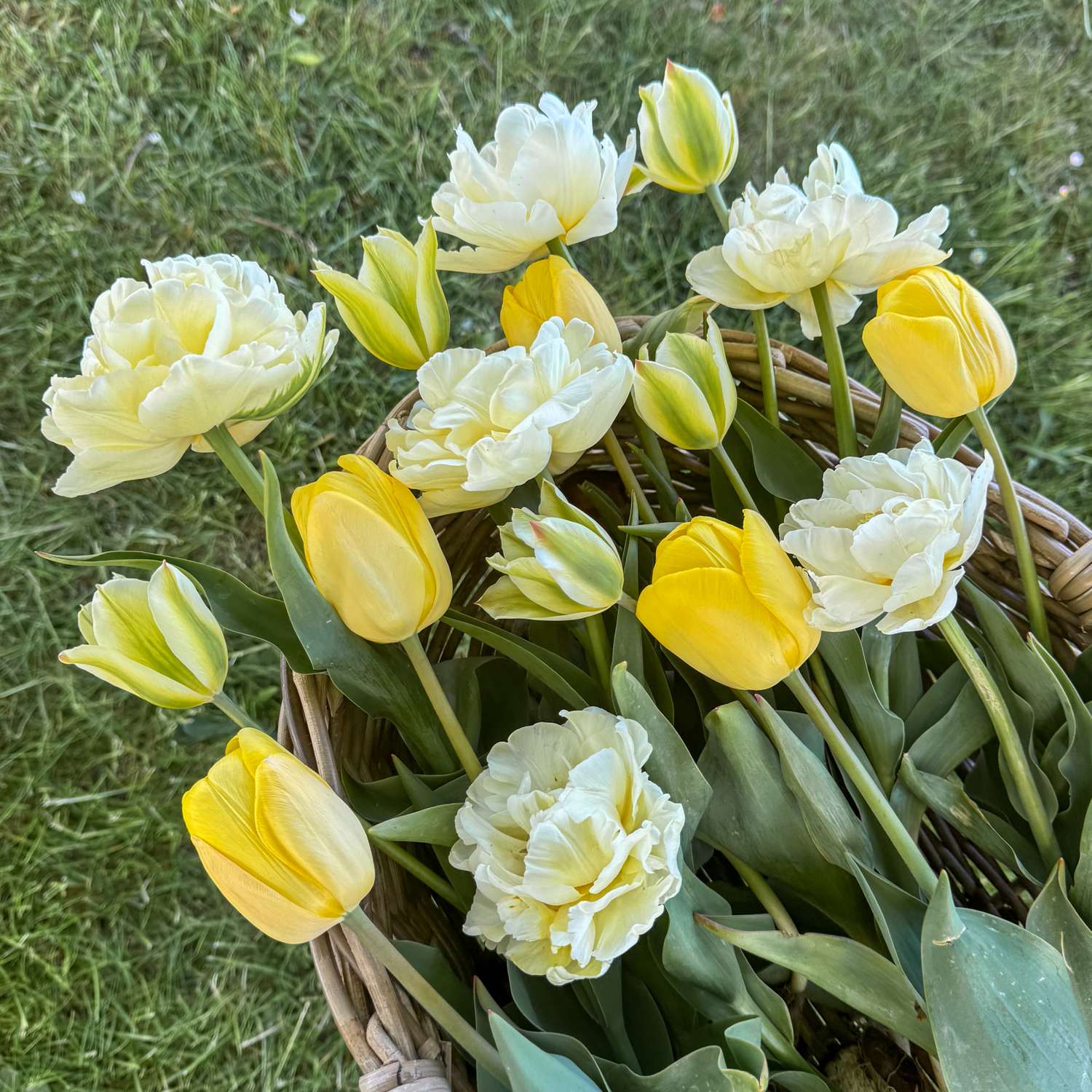 Tulpenmengsel 'Buttercream'