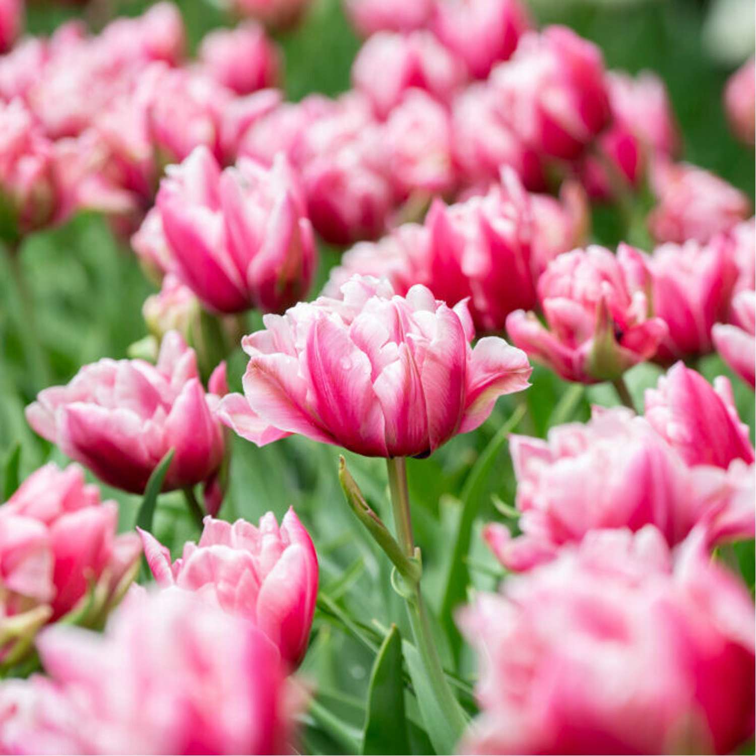 Tulp 'Love Whisper'