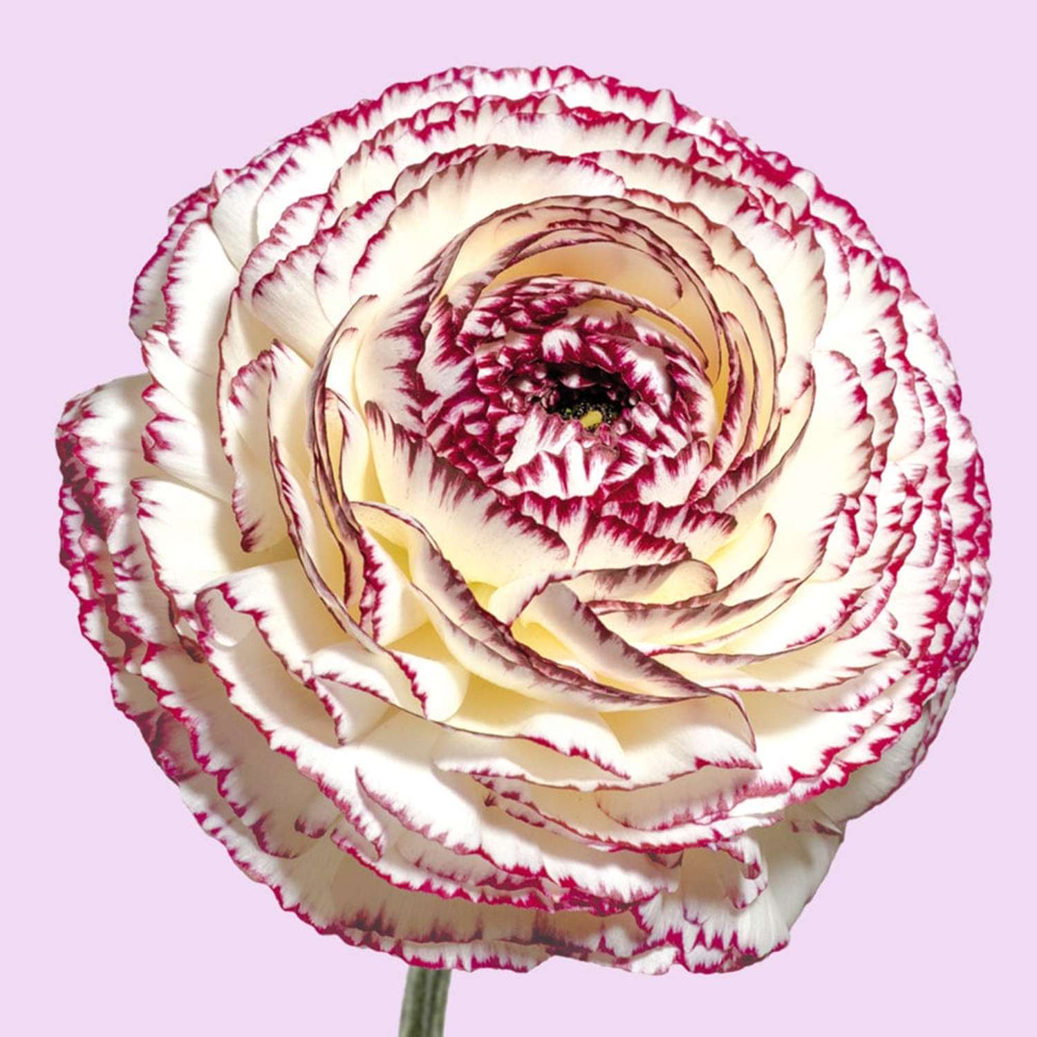 Ranonkel 'Elegance Bianco Striato White/Burgundy'
