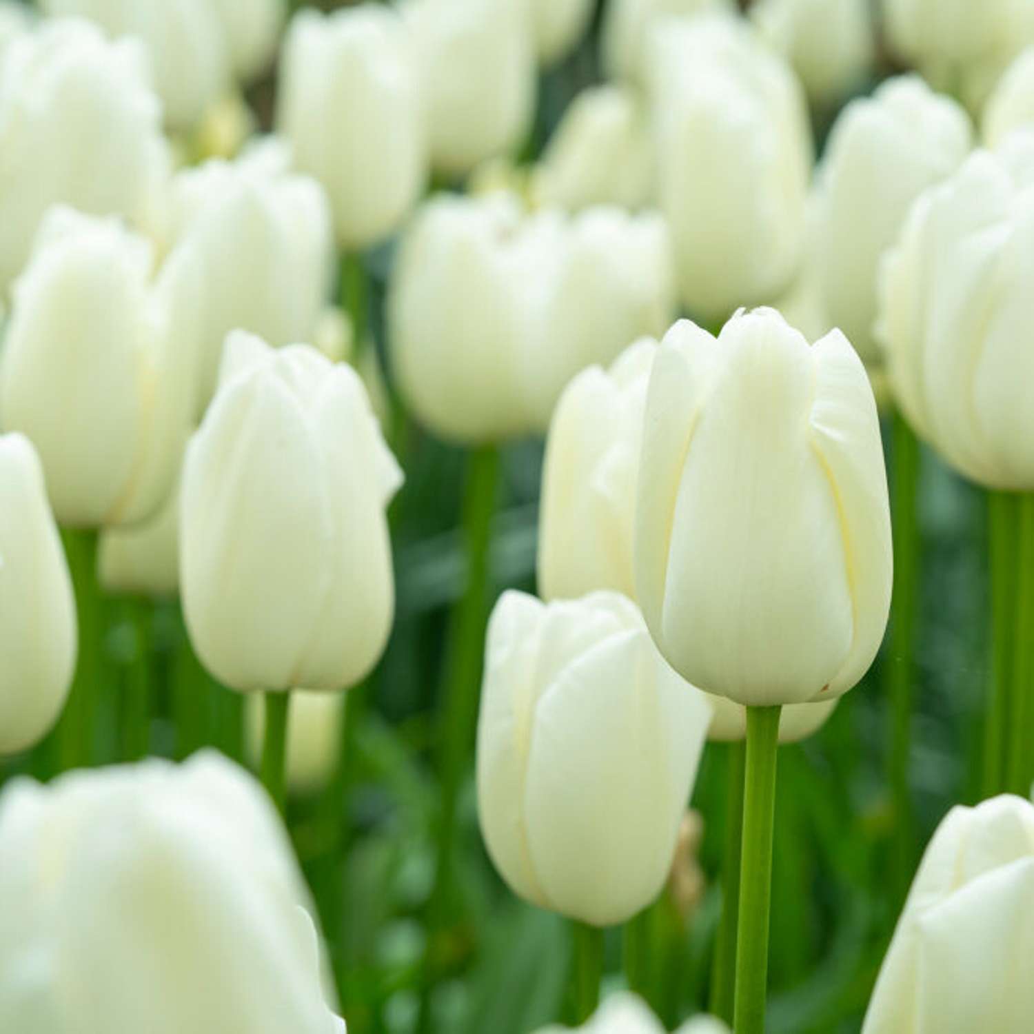 Tulp 'Maureen'