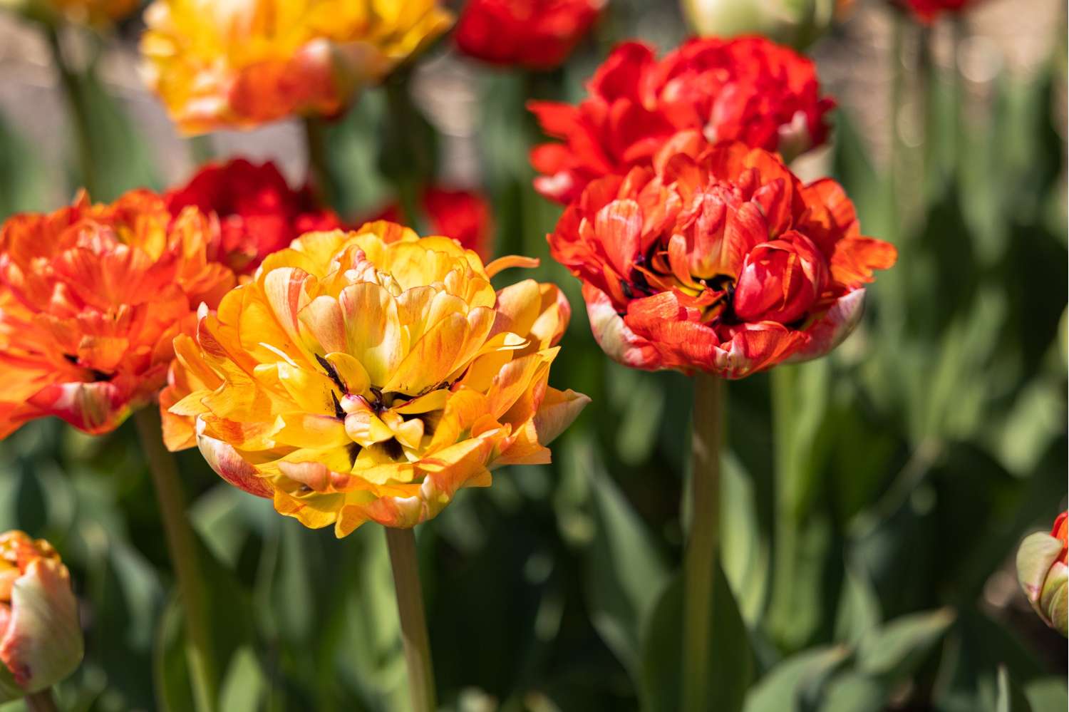 Tulp 'Gudoshnik'