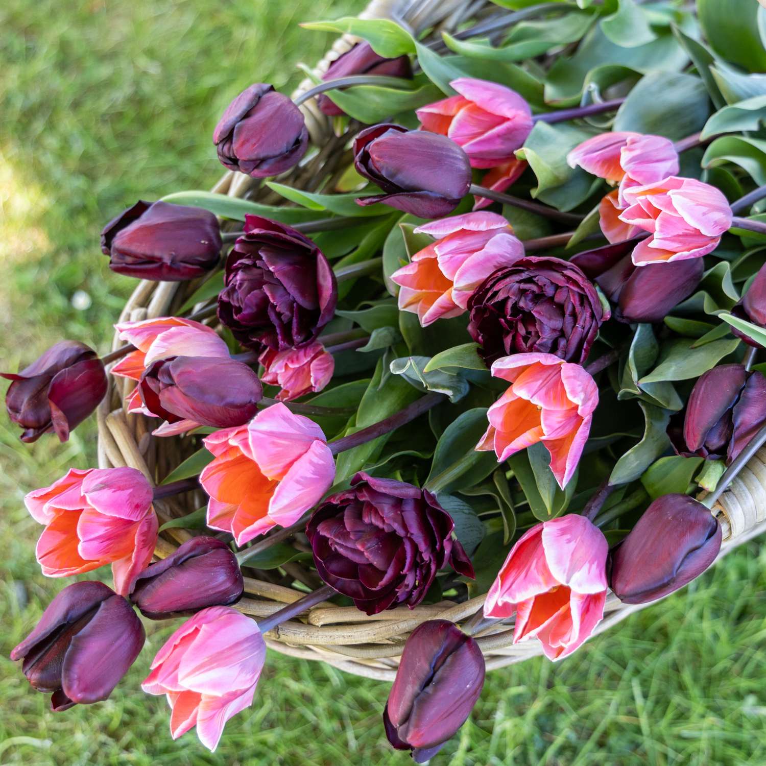 Tulpenmengsel 'Chiaroscuro'