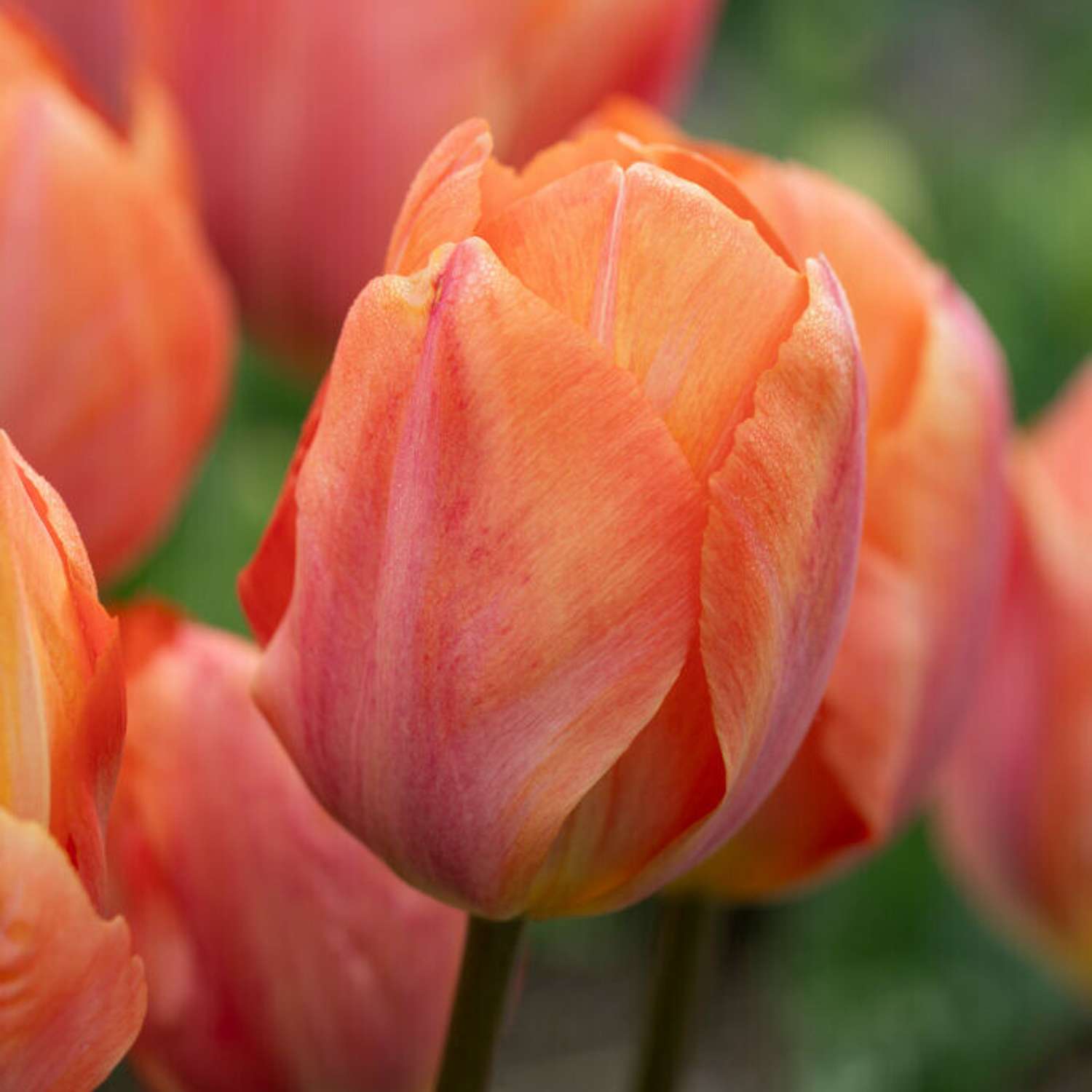Tulp 'Exotic Emperor'