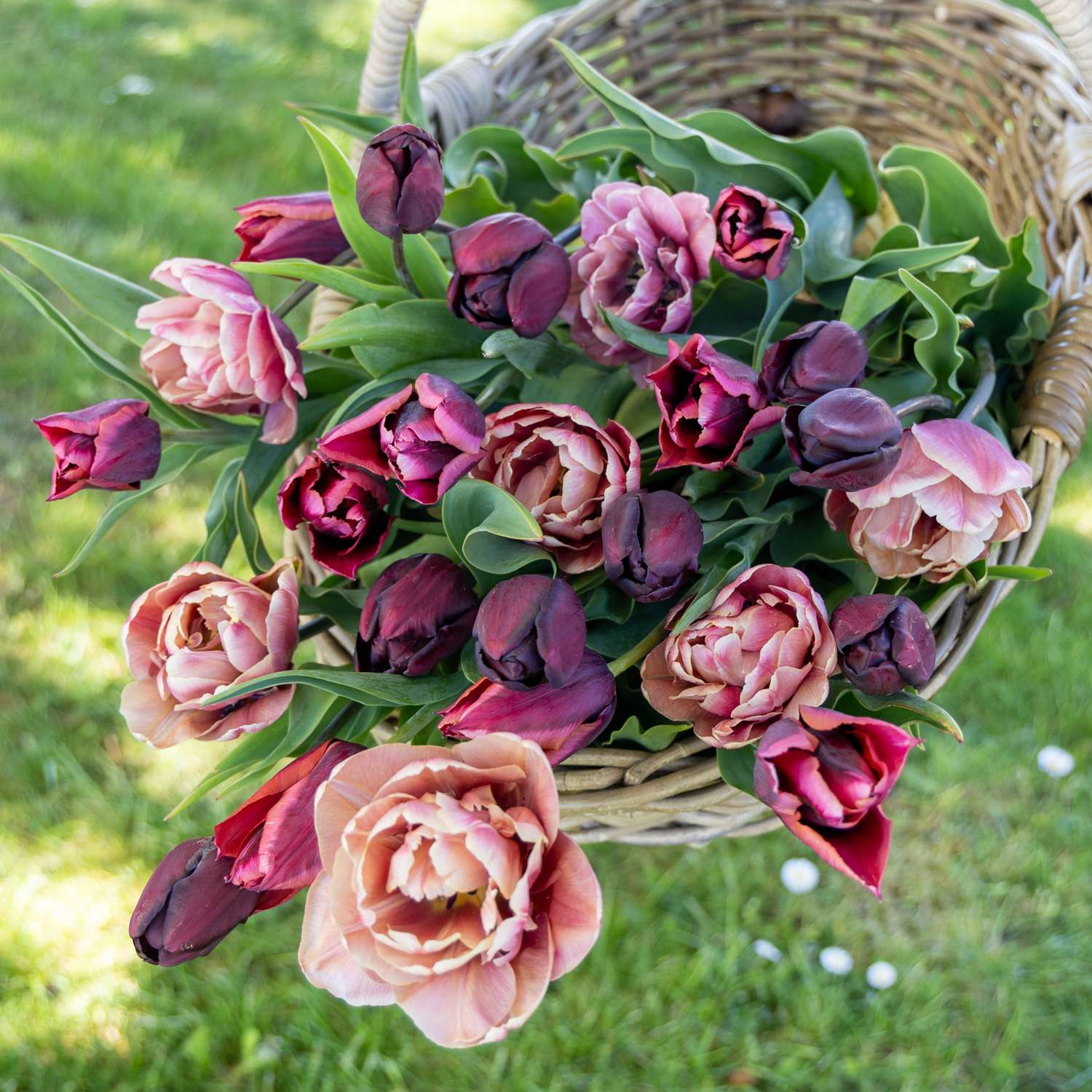 Tulpenmengsel 'Mulled Wine'