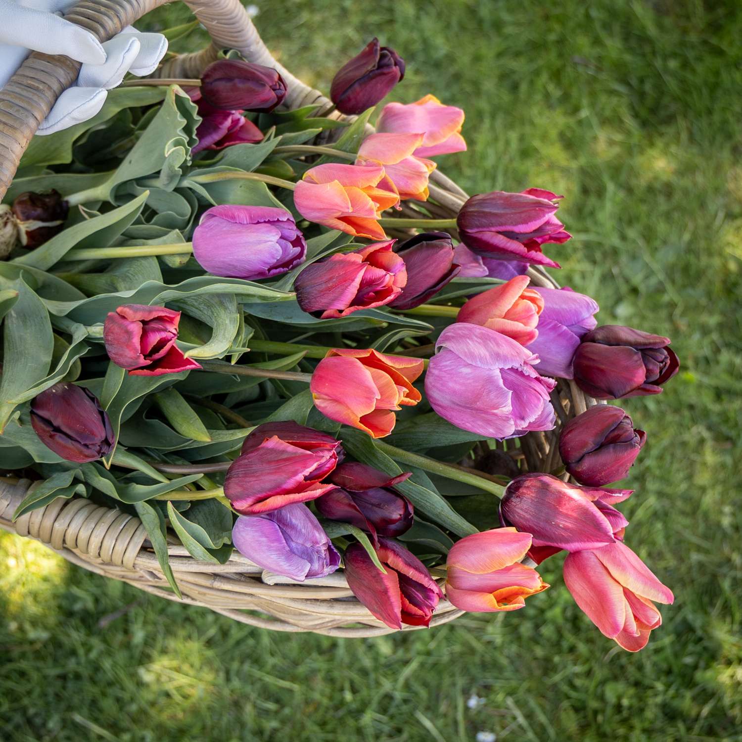 Tulpenmengsel 'Spice Market'