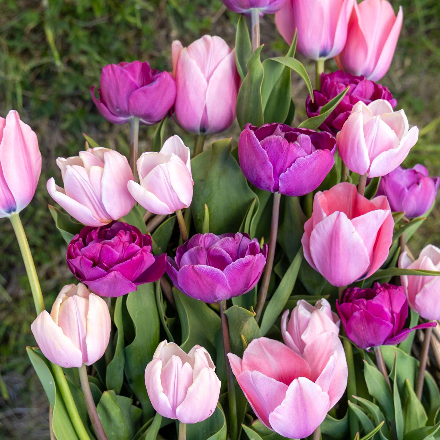 Tulpenmengsel 'Berry Blush'
