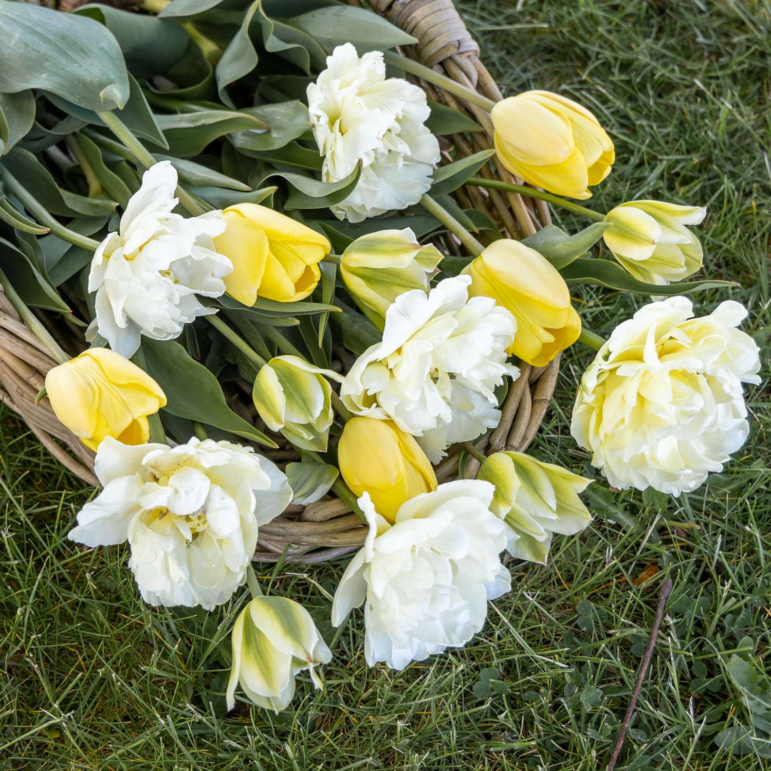 Tulpenmengsel 'Buttercream'
