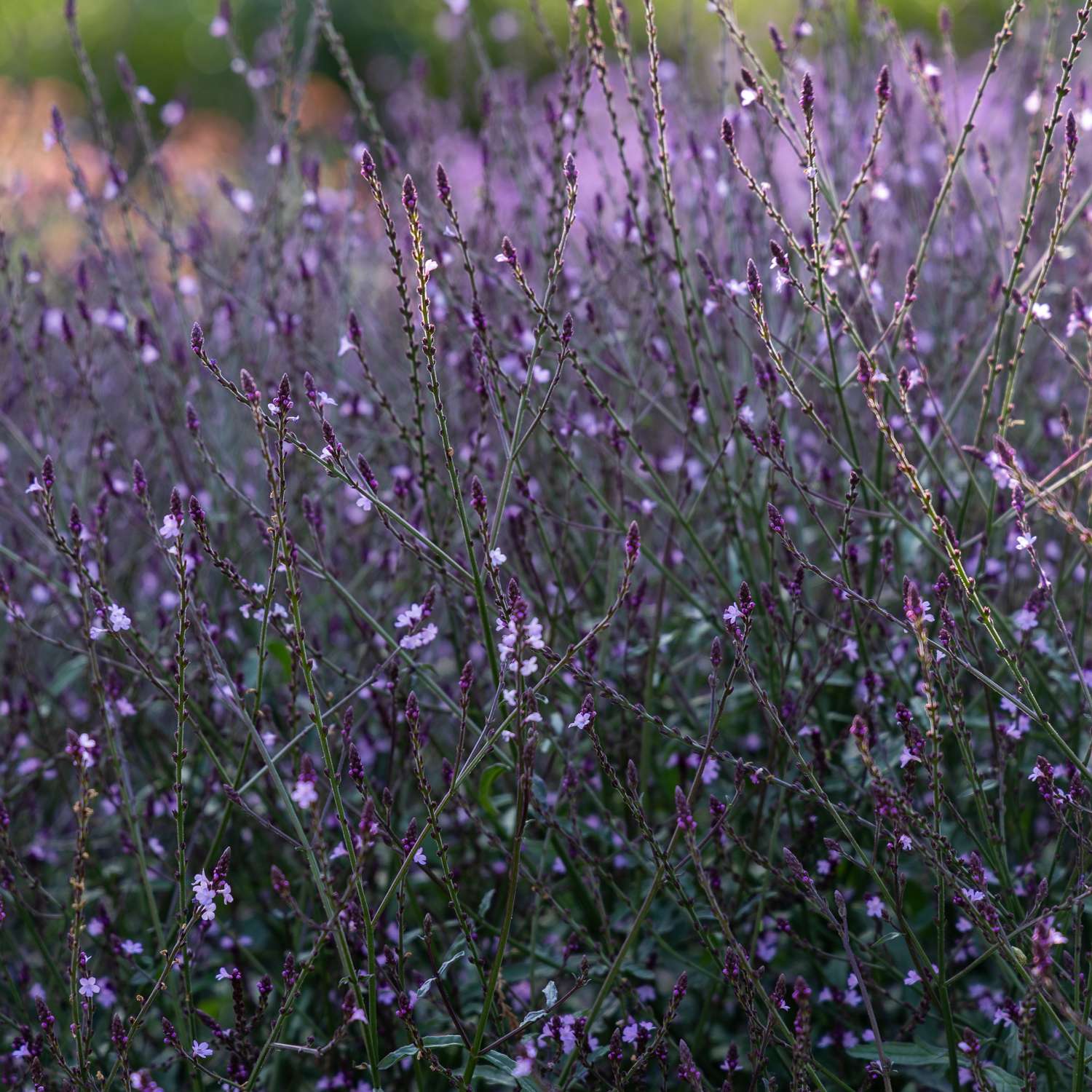 Verbena 'Bampton' (zaden)