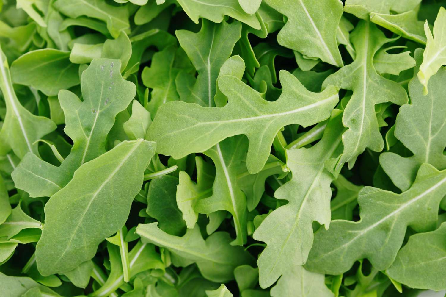 Wilde rucola (zaden)