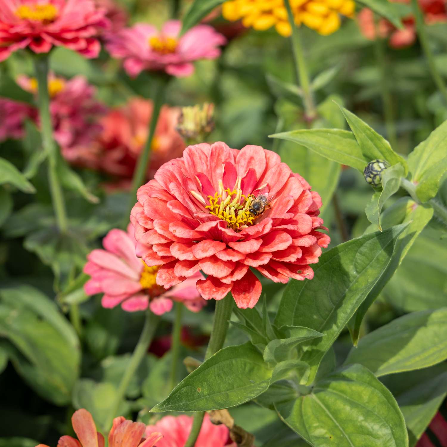 Zinnia 'Benarys Giant Carmine' (zaden)