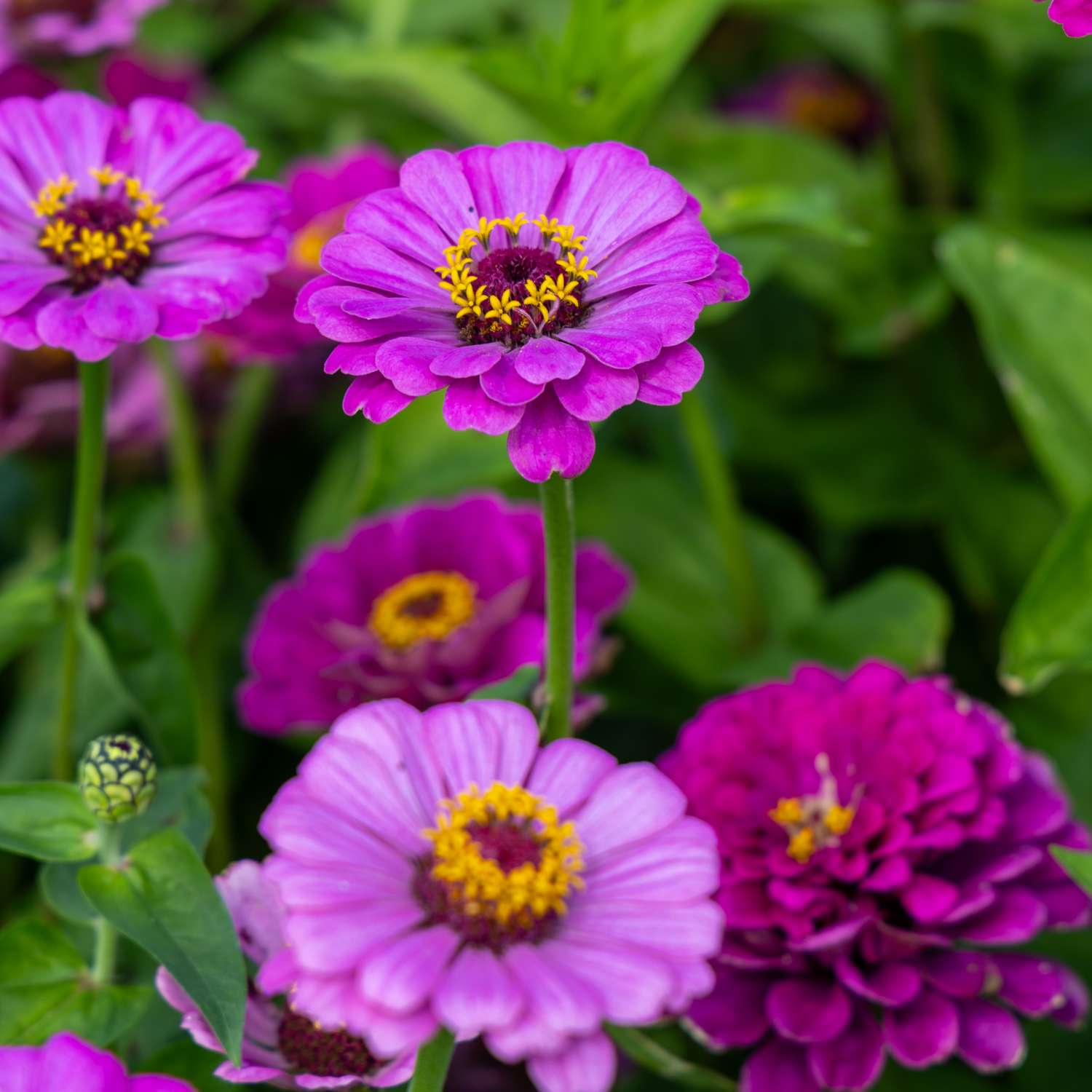 Zinnia 'Benarys Giant Lilac' (zaden)