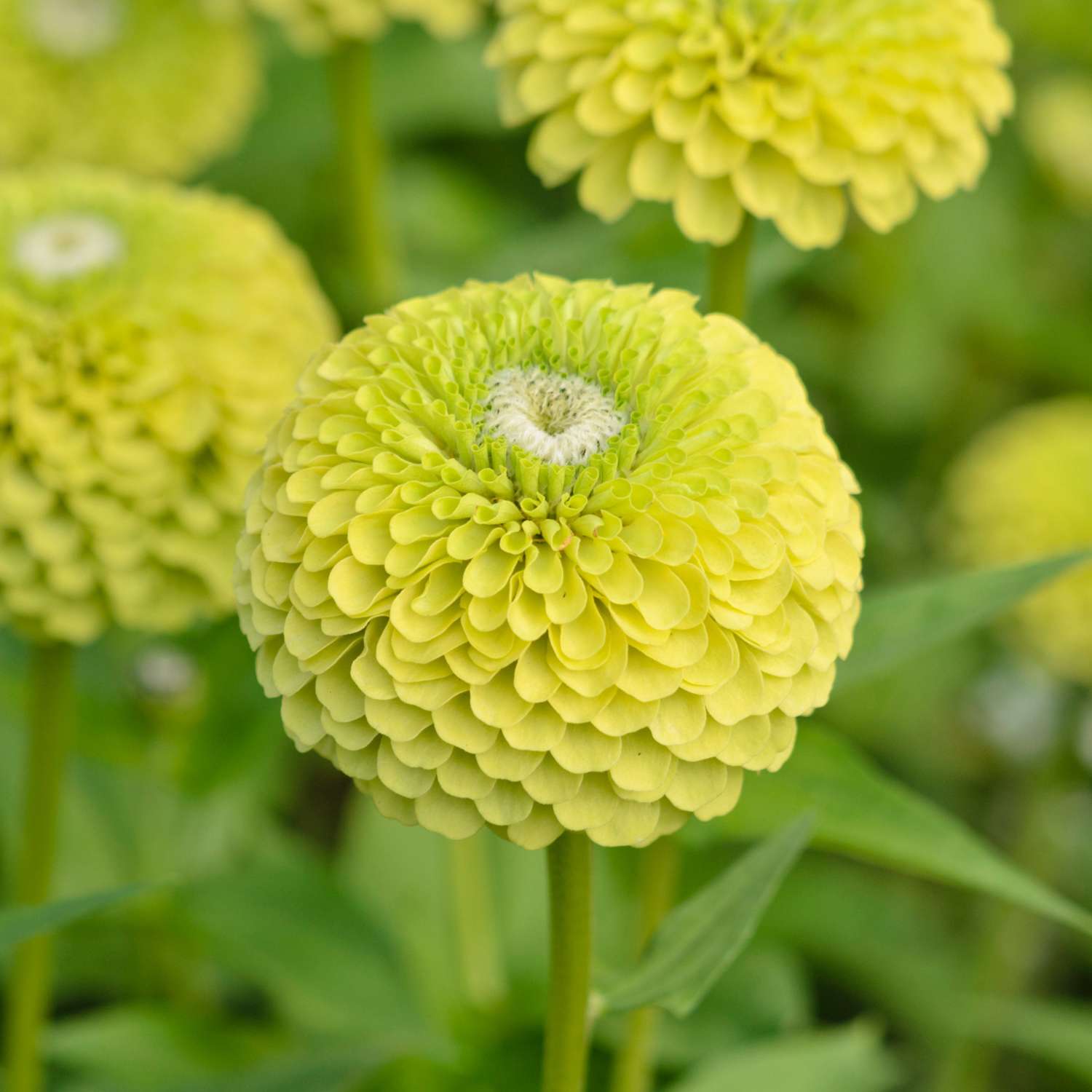 Zinnia 'Benarys Giant Lime' (zaden)