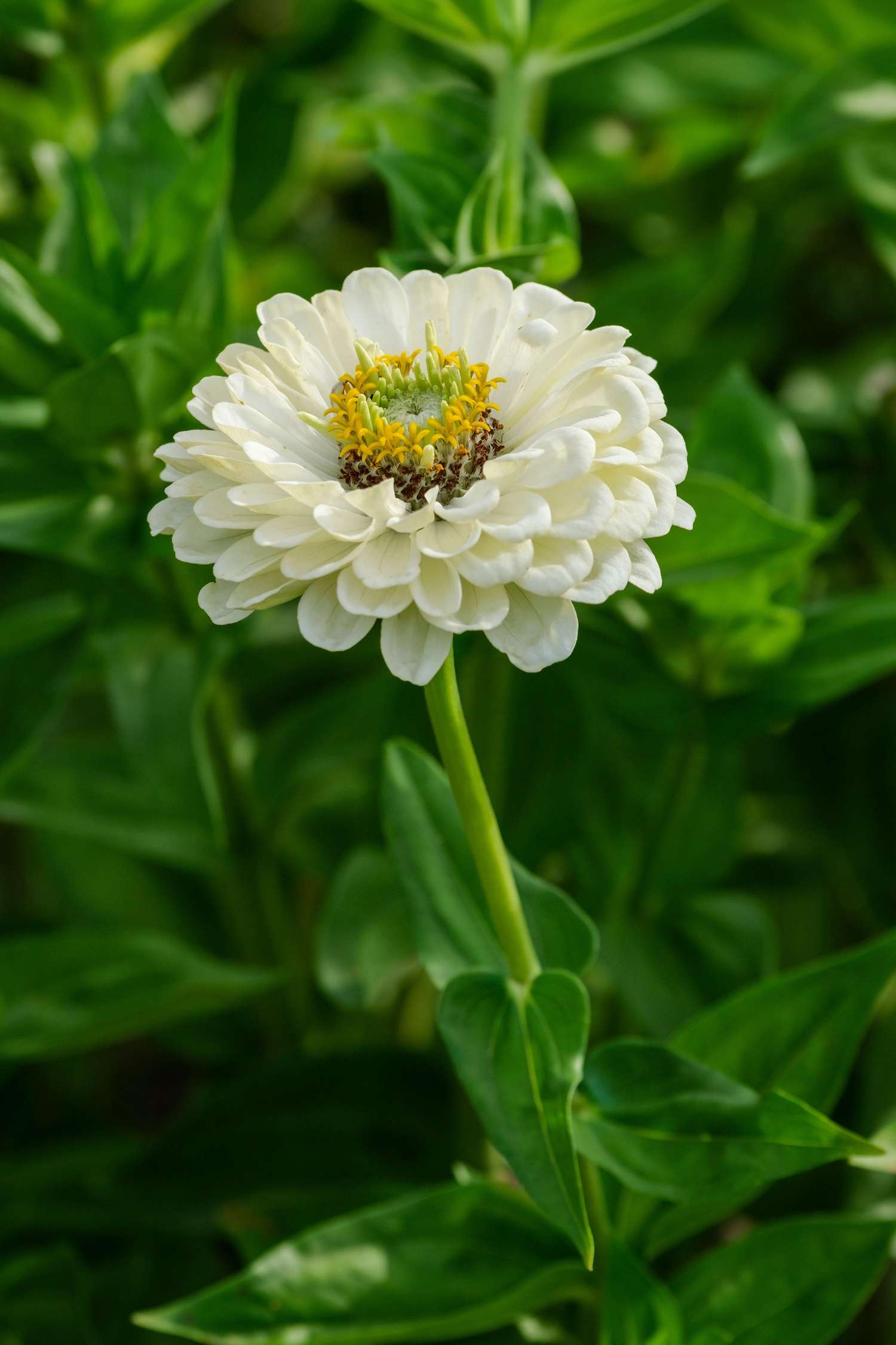 Zinnia 'Benarys Giant White' (zaden)