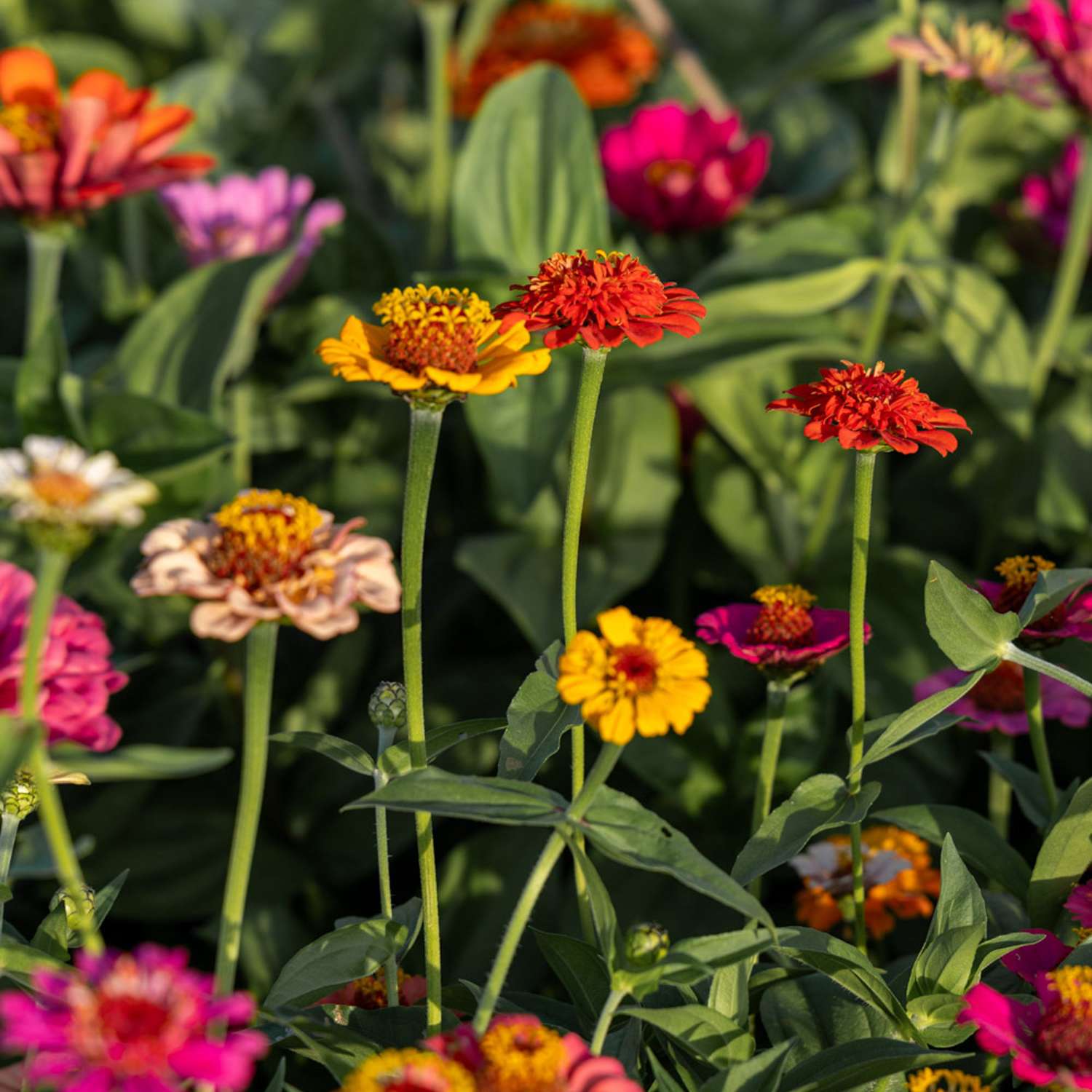 Zinnia 'Lilliput Mix' (zaden)