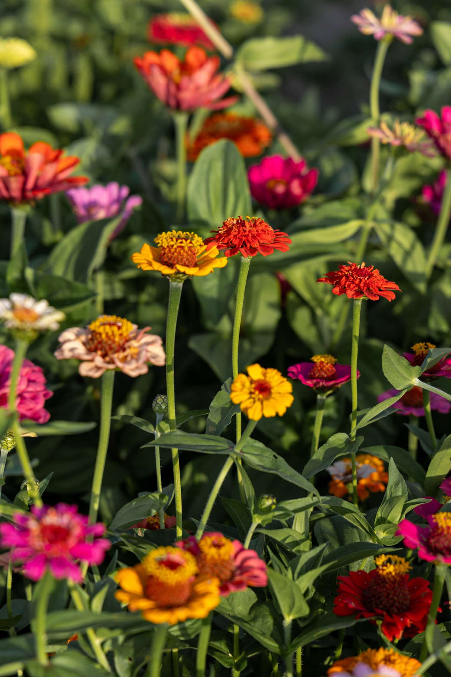 Zinnia 'Lilliput Mix' (zaden)