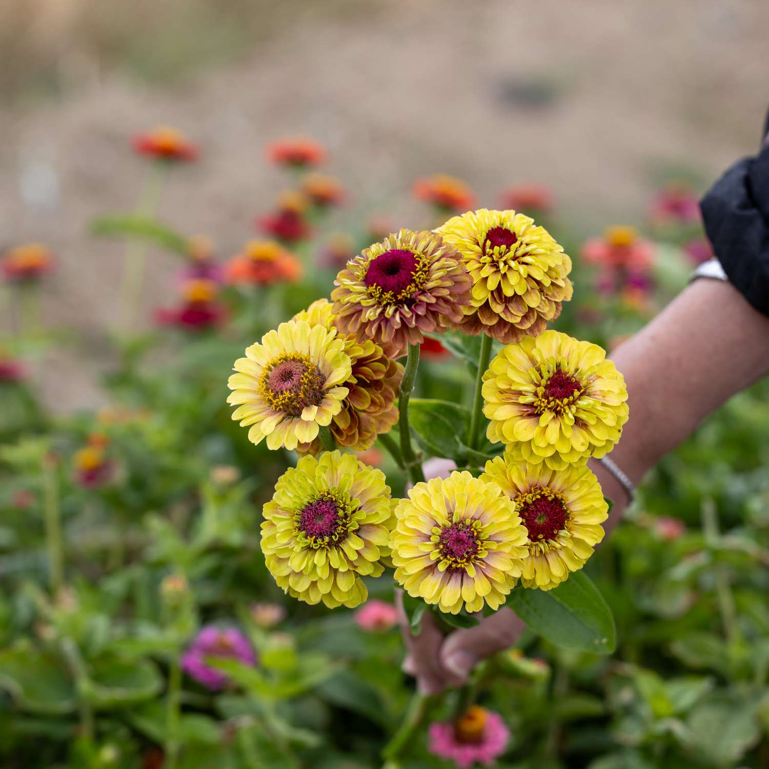 Zinnia 'Queen Lime Blush' (zaden)