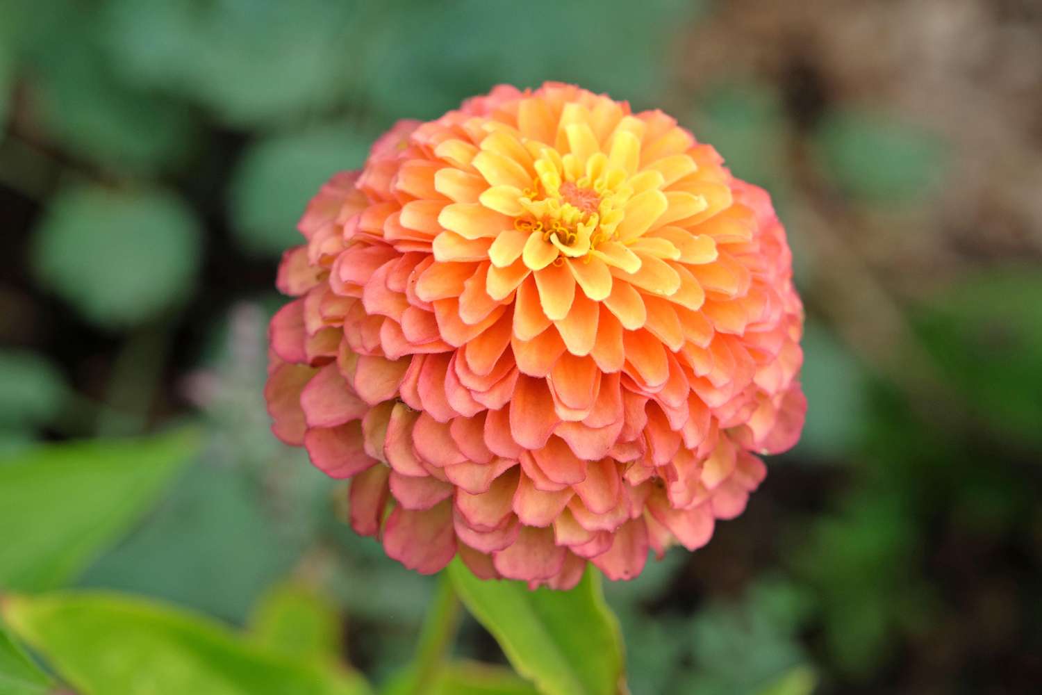 Zinnia 'Queeny Lime Red' (zaden)