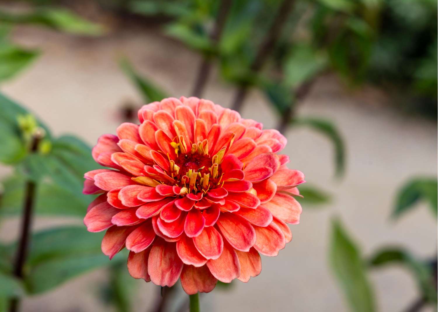 Zinnia 'Salmon Queen' (zaden)