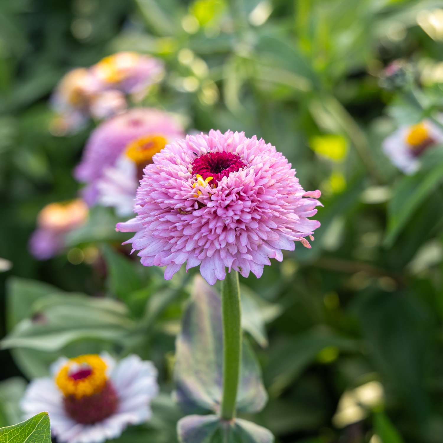 Zinnia 'Zinderella Lilac' (zaden)