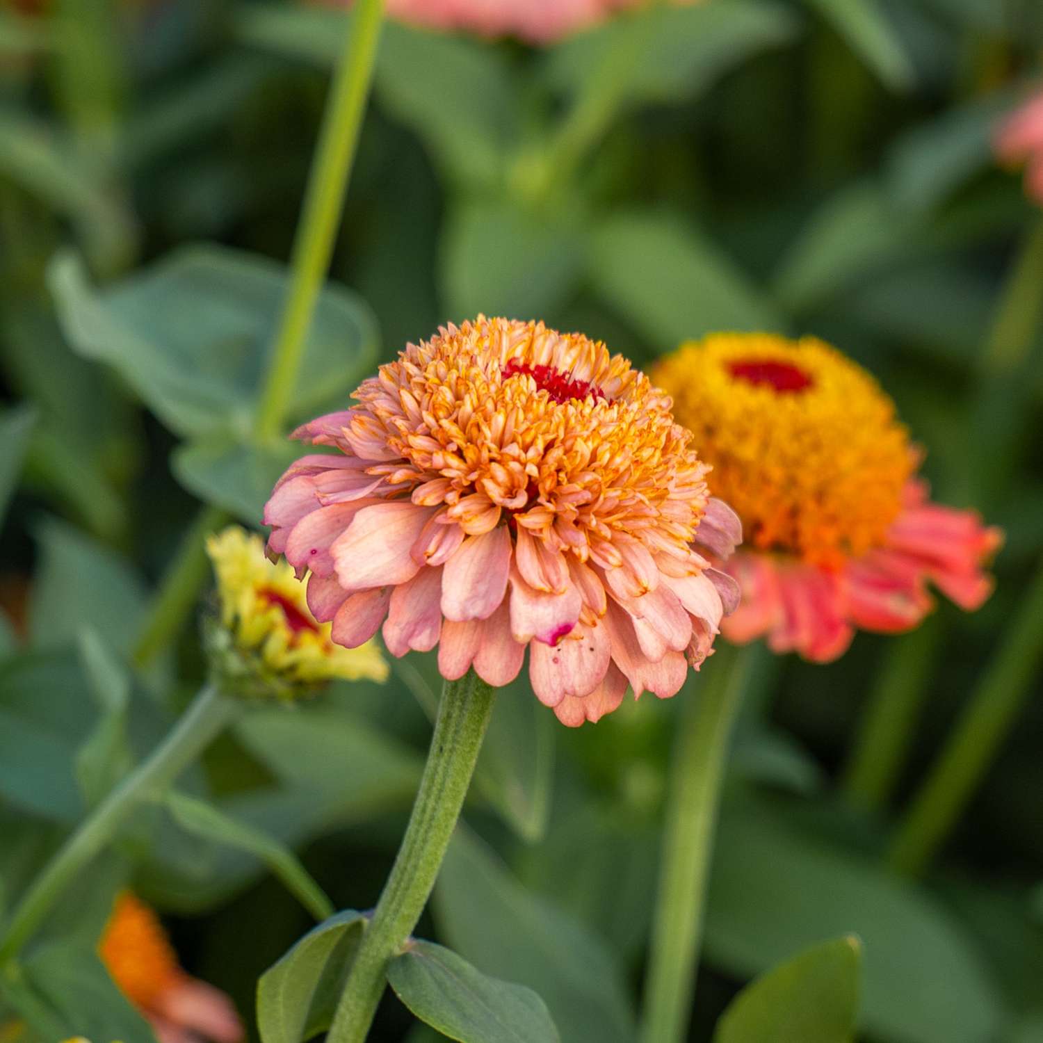 Zinnia 'Zinderella Peach' (zaden)