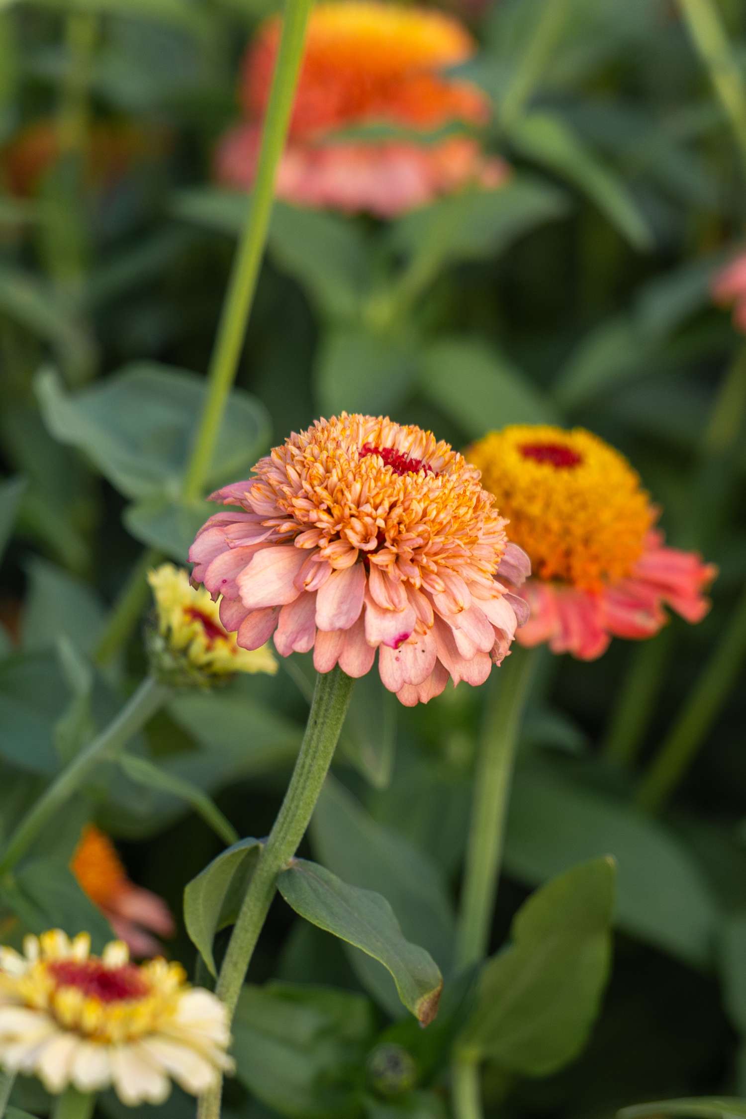 Zinnia 'Zinderella Peach' (zaden)