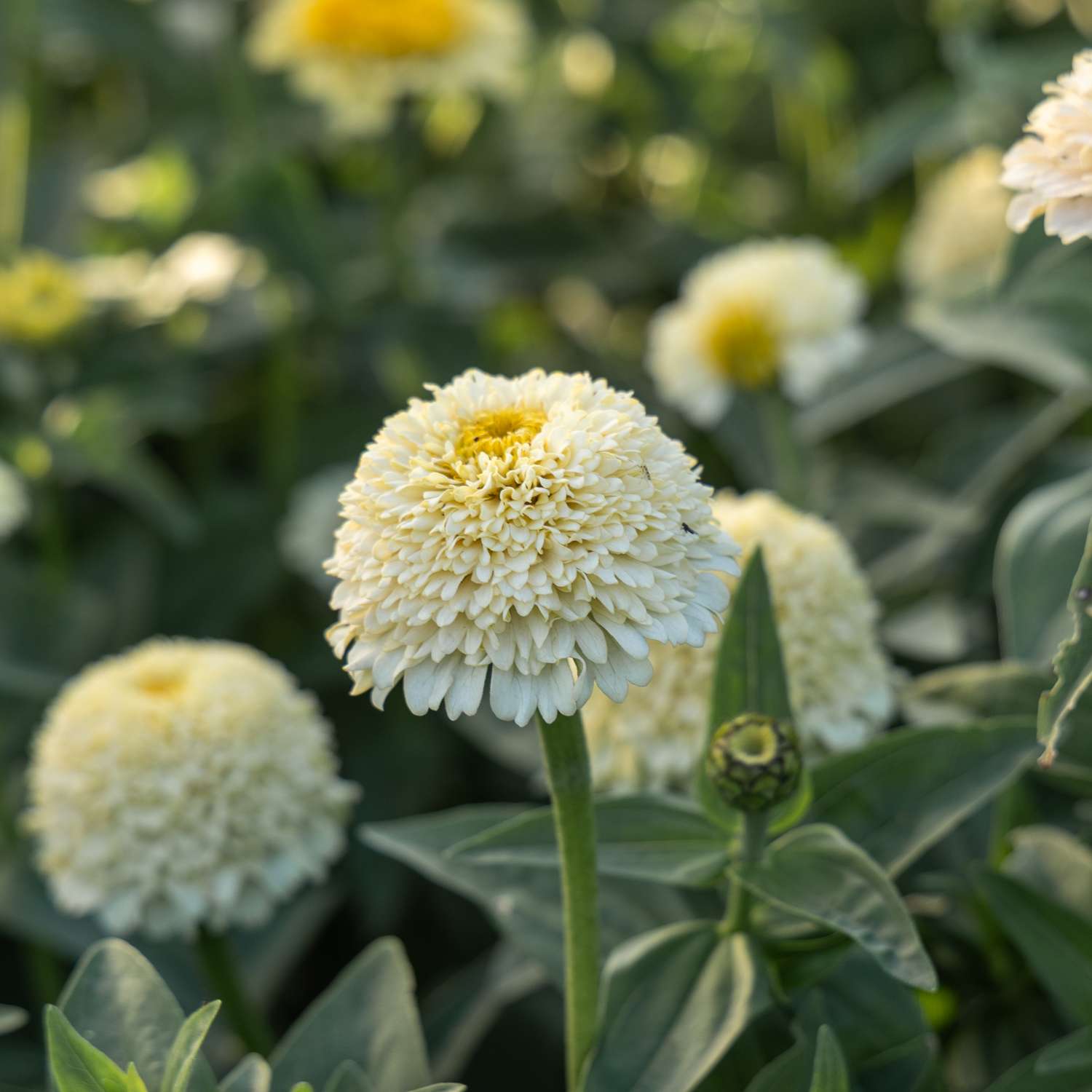 Zinnia 'Zinderella White' (zaden)